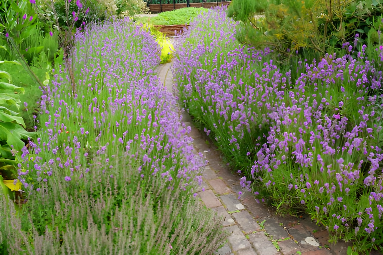 lavender edging a walkway