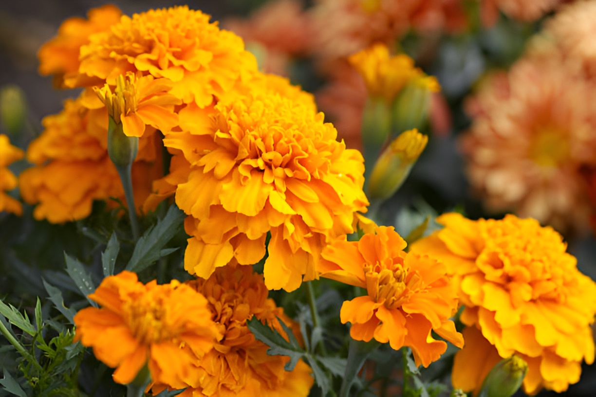 close-up of marigolds